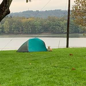 Corgi camping
