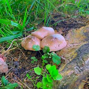 some local mushrooms doing their thang
