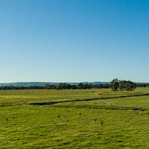 kangaroos