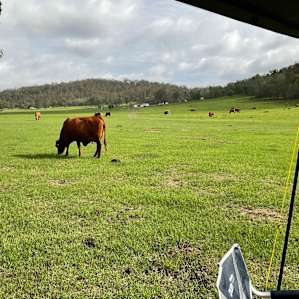 The cows come quite close to your camp site.
