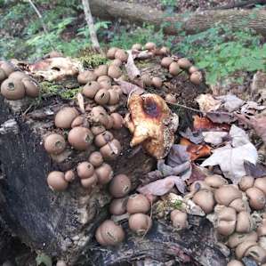 Fruitdale Farm Primitive Camping