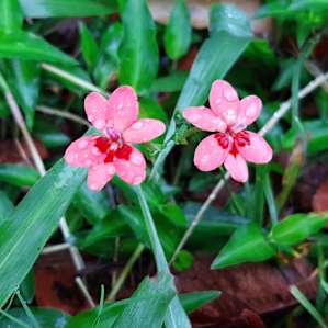 Pretty flowers