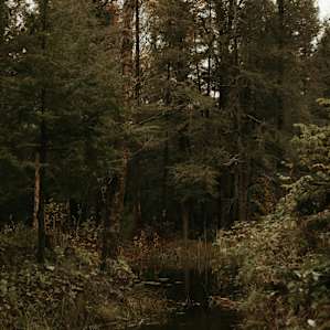 Dave owns acres upon acres of old forest, not too far from Toronto.