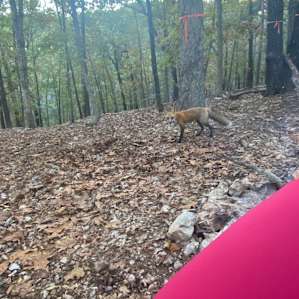 We had two foxes and SO many deer come through the campsite. So cool!
