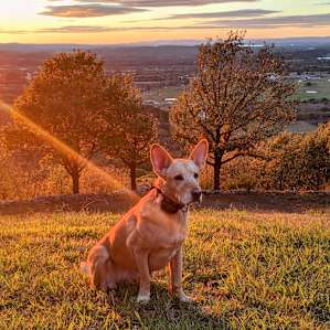 Dog friendly camping