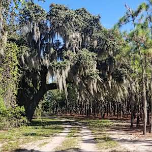 The trees are so huge and beautiful.