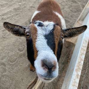 Hey cute goat