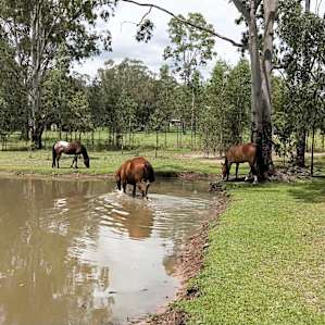 hot enough for the horses to want to join us in the dam