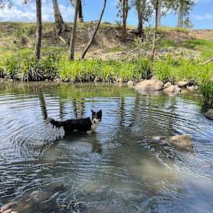 The Platypus Pool - Karuah River