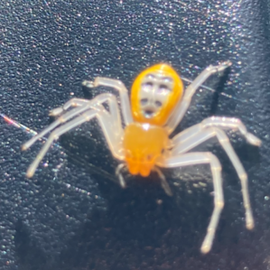 Beautiful spider!