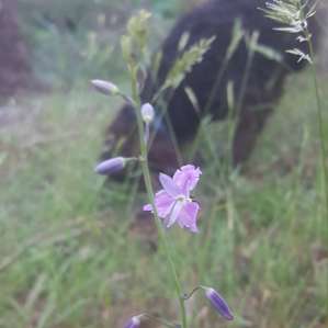 Wildflowers were out