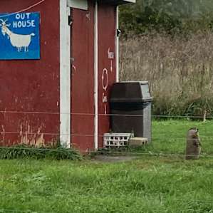 Beware the ground hog out house guard.