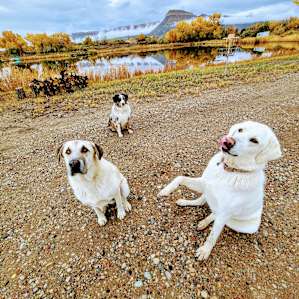 Puppy power!