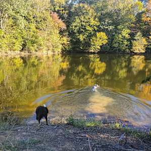 dogs loving the pond