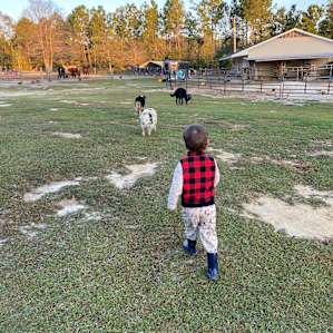 Running with the animals