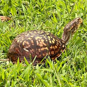 Box turtle