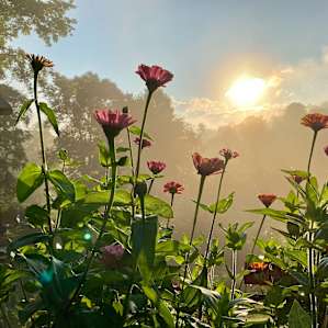 Janis’s garden