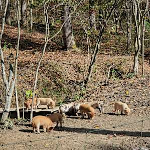 Birdsong Camp: Near Shenandoah NP