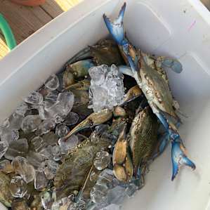 Blue crab for days!