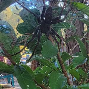 Giant spider