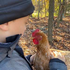 The Rose Comb Rooster