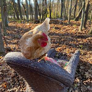 The Rose Comb Rooster