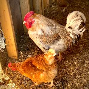 The Rose Comb Rooster