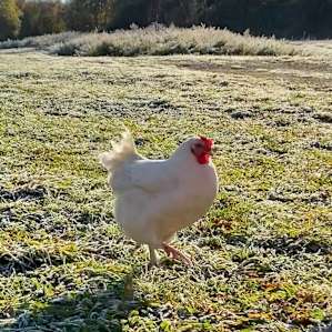 The Rose Comb Rooster