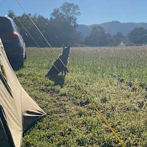 Visiting camp dog hung out with us for a while