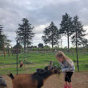 Meeting the goats