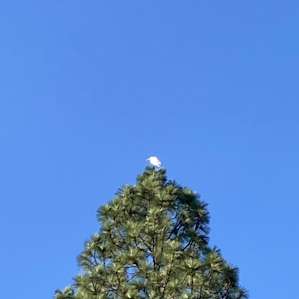 An egret perched at the top of a tree