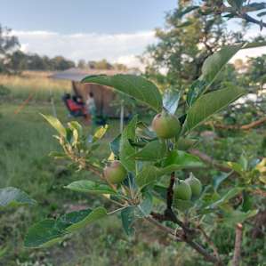 The Orchard Camp