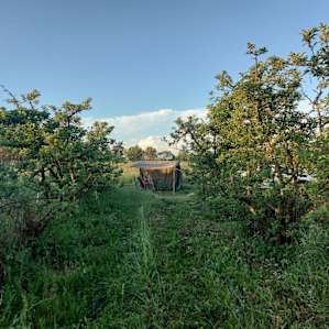The Orchard Camp