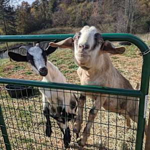 Primitive Farms Camping