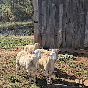 Primitive Farms Camping