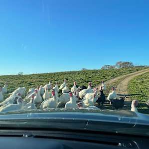 Sometimes there is a traffic jam....could be cows...could be turkeys....you never know.