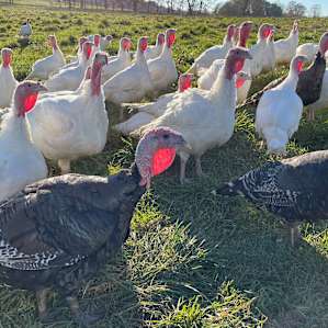 The whole farm greets you...