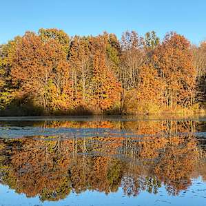 Lake and Forest Camping