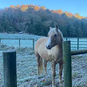 One of several horses in the field nearby.