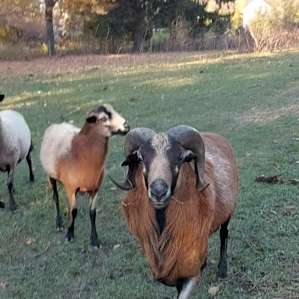 River Rock Farm