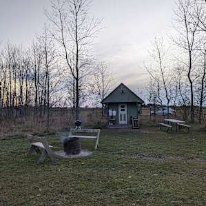 Camping with Cows
