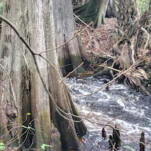 Horseshoe Creek camping site.
