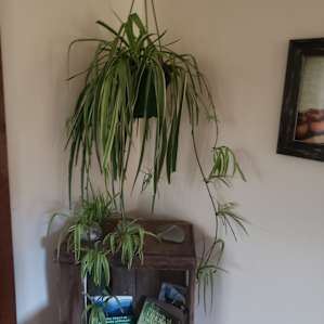 Sweetgrass Cabin