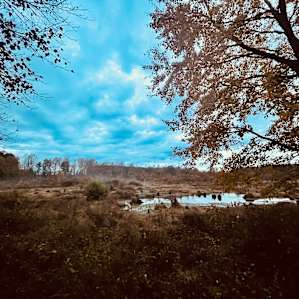 Wooded Camping & Stocked Pond