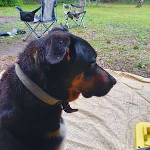 Brown Paws guarding my van!