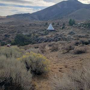 Juniper Shade