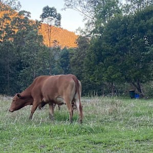 Stanmore Farmstay