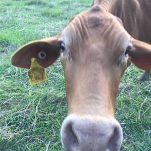 Stanmore Farmstay