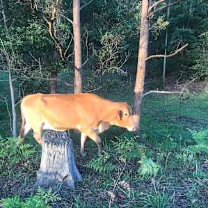 Stanmore Farmstay