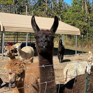 Heavenly Grace Farm